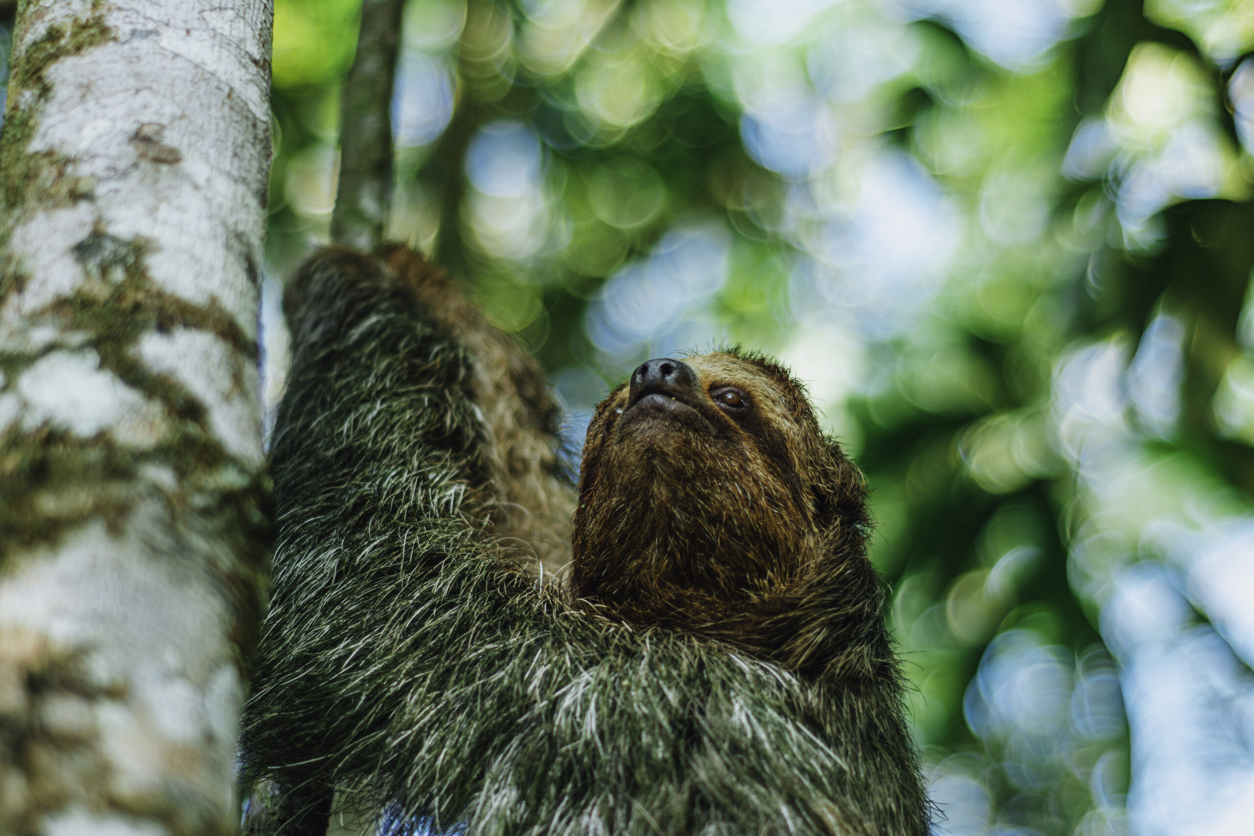 Sloth-Tours-in-La-Fortuna